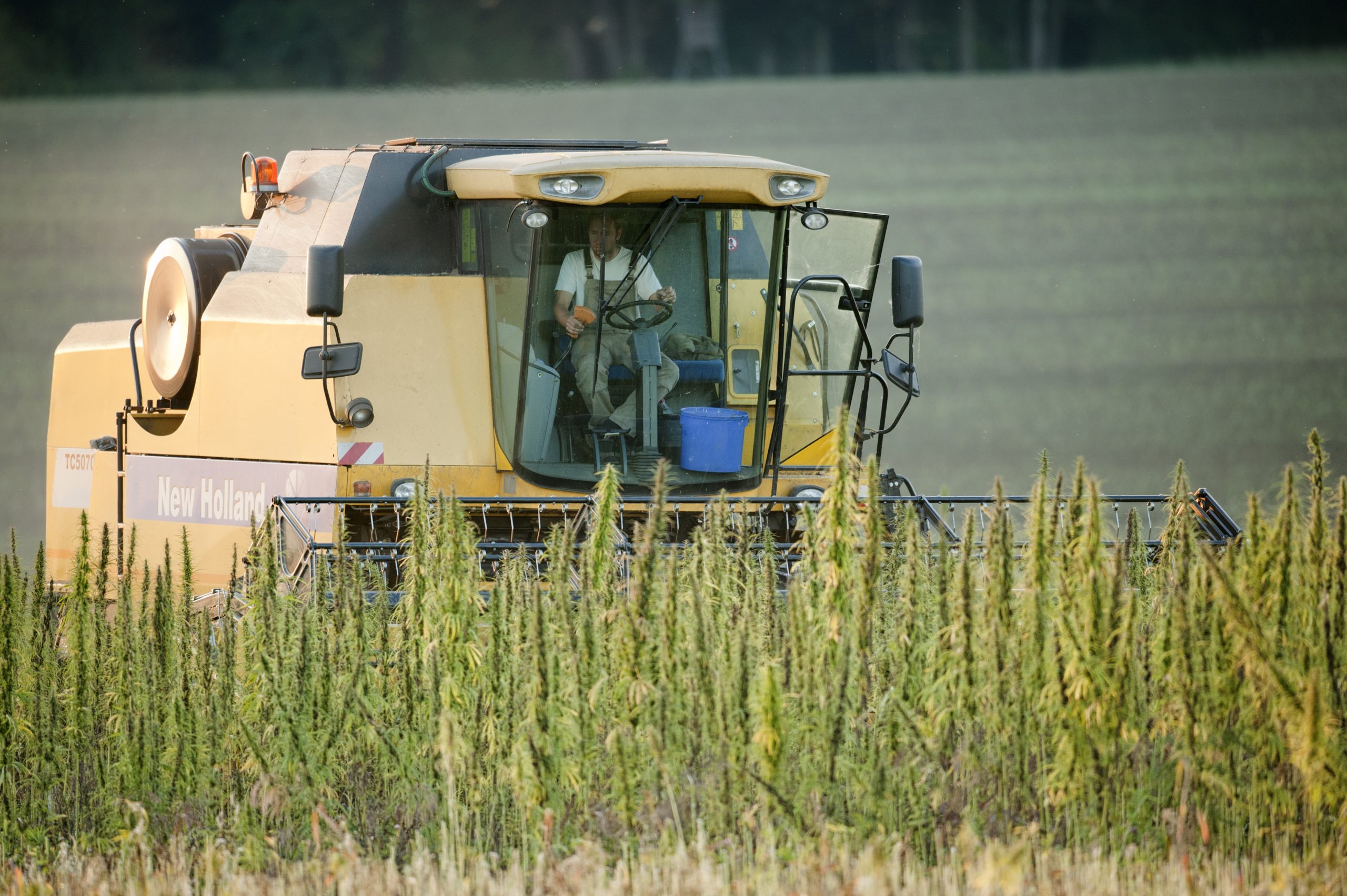 harvester working on a hemp field